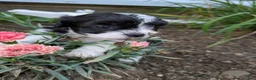 Shihpoo dogs for sale: Fancypants - Ad 1