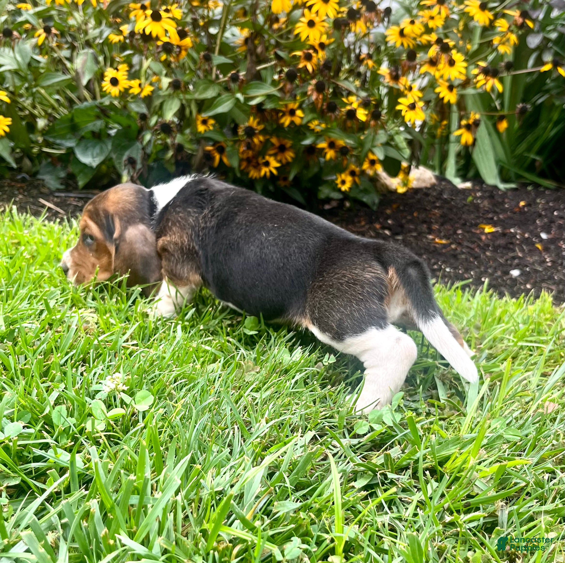 Basset Hound dogs Bella❤️AKC Registered - Ad 2