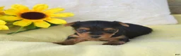 Yorkshire Terrier dogs for sale: Mickey - Ad 6