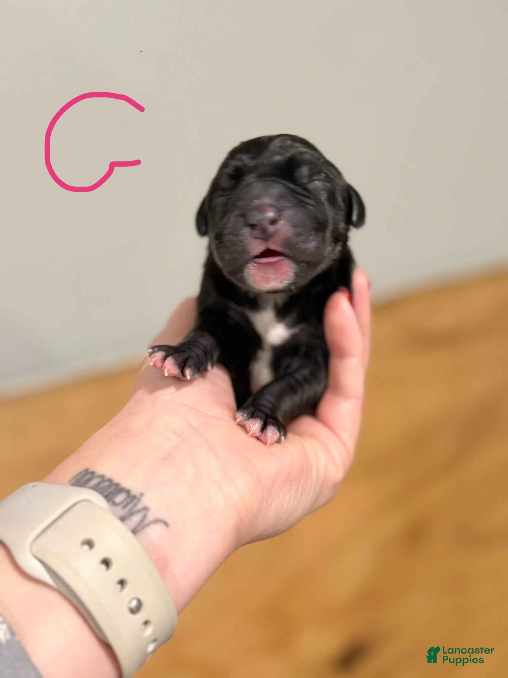 Great Dane dogs Great Dane Puppy 5 - Ad 36