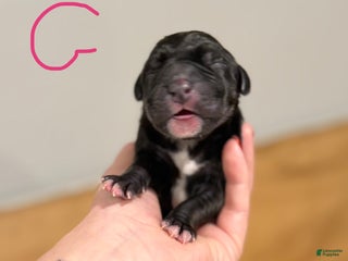 Great Dane dogs Great Dane Puppy 5 - Ad 36