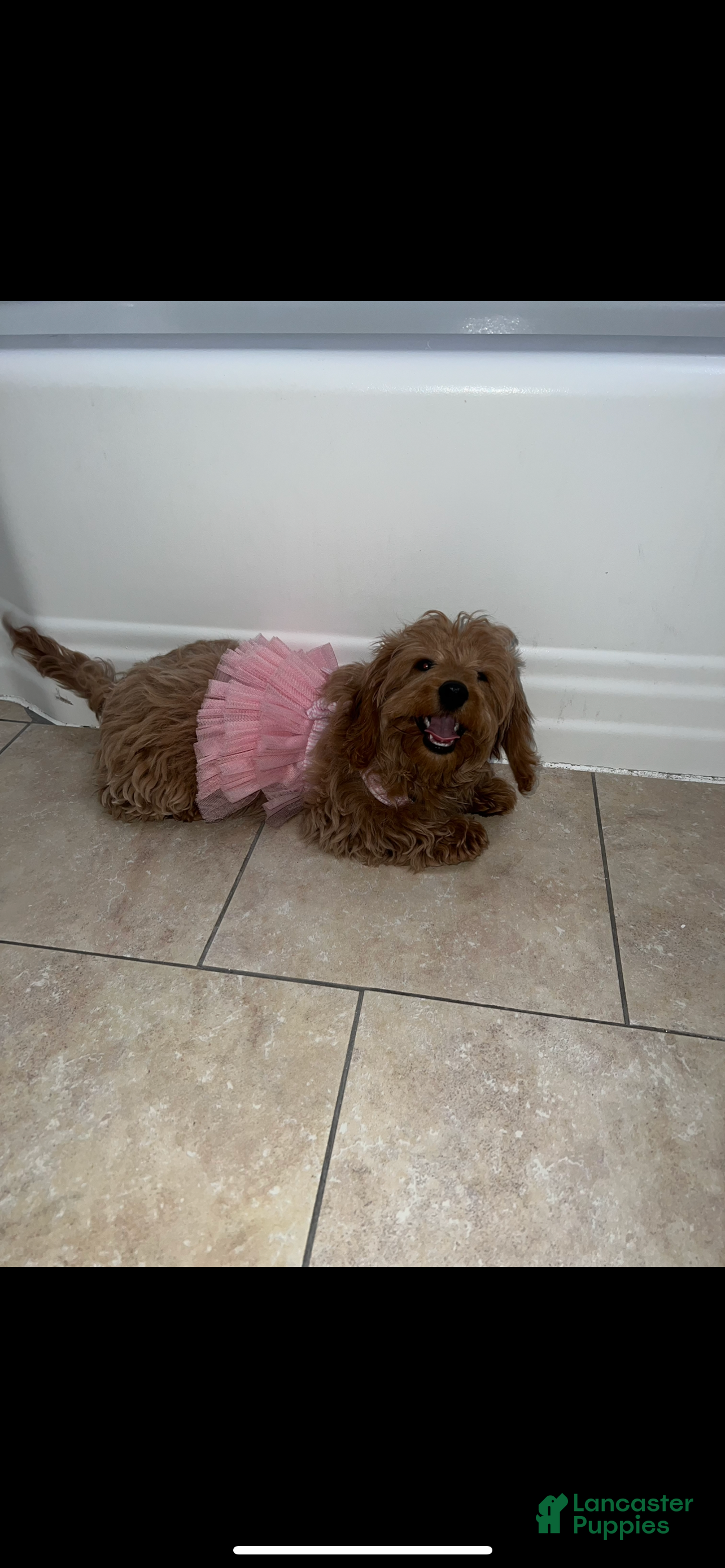 Doxiepoo