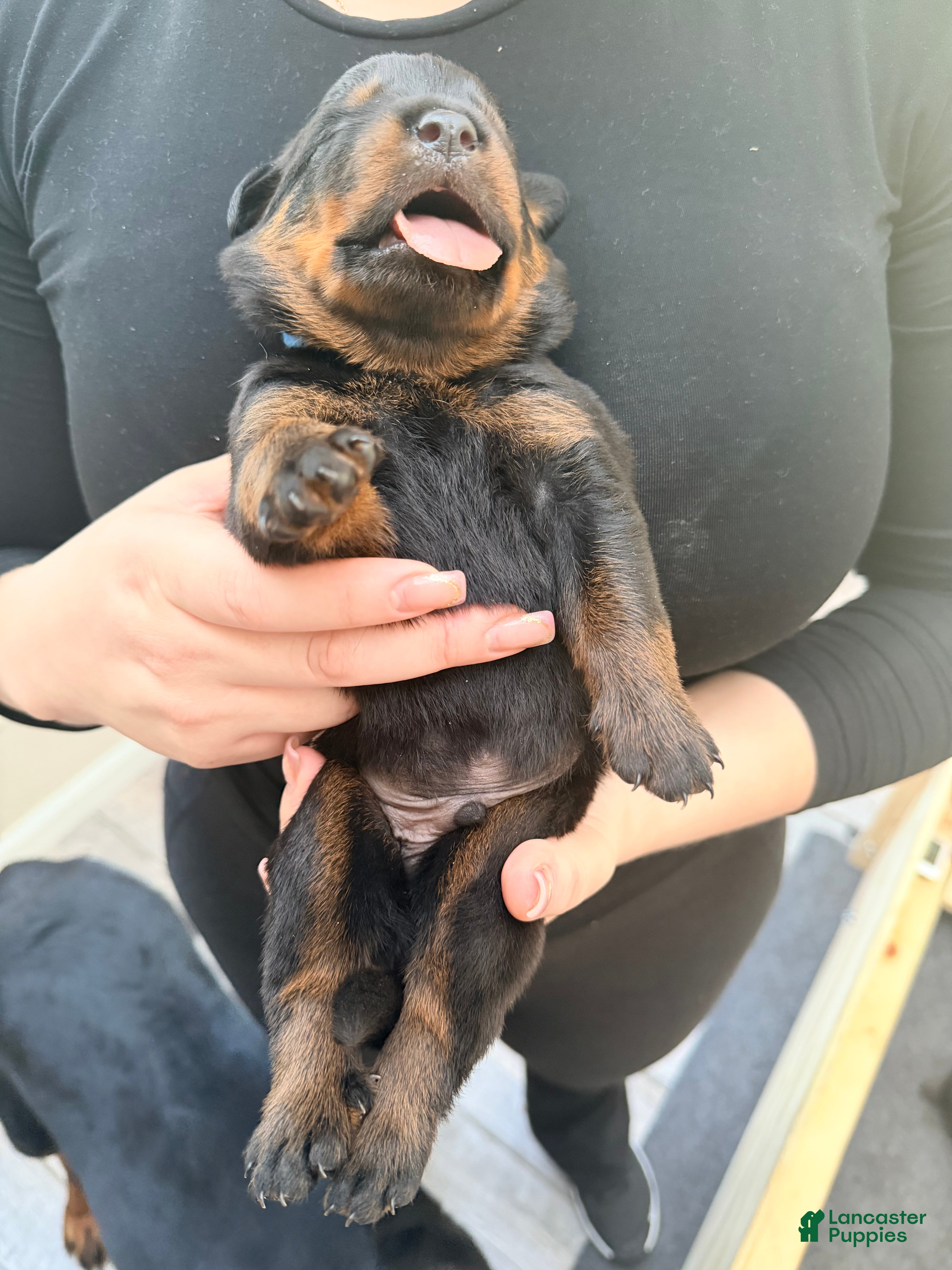 Rottweiler dogs Rottweiler 6 - Ad 29