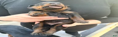 Rottweiler 6