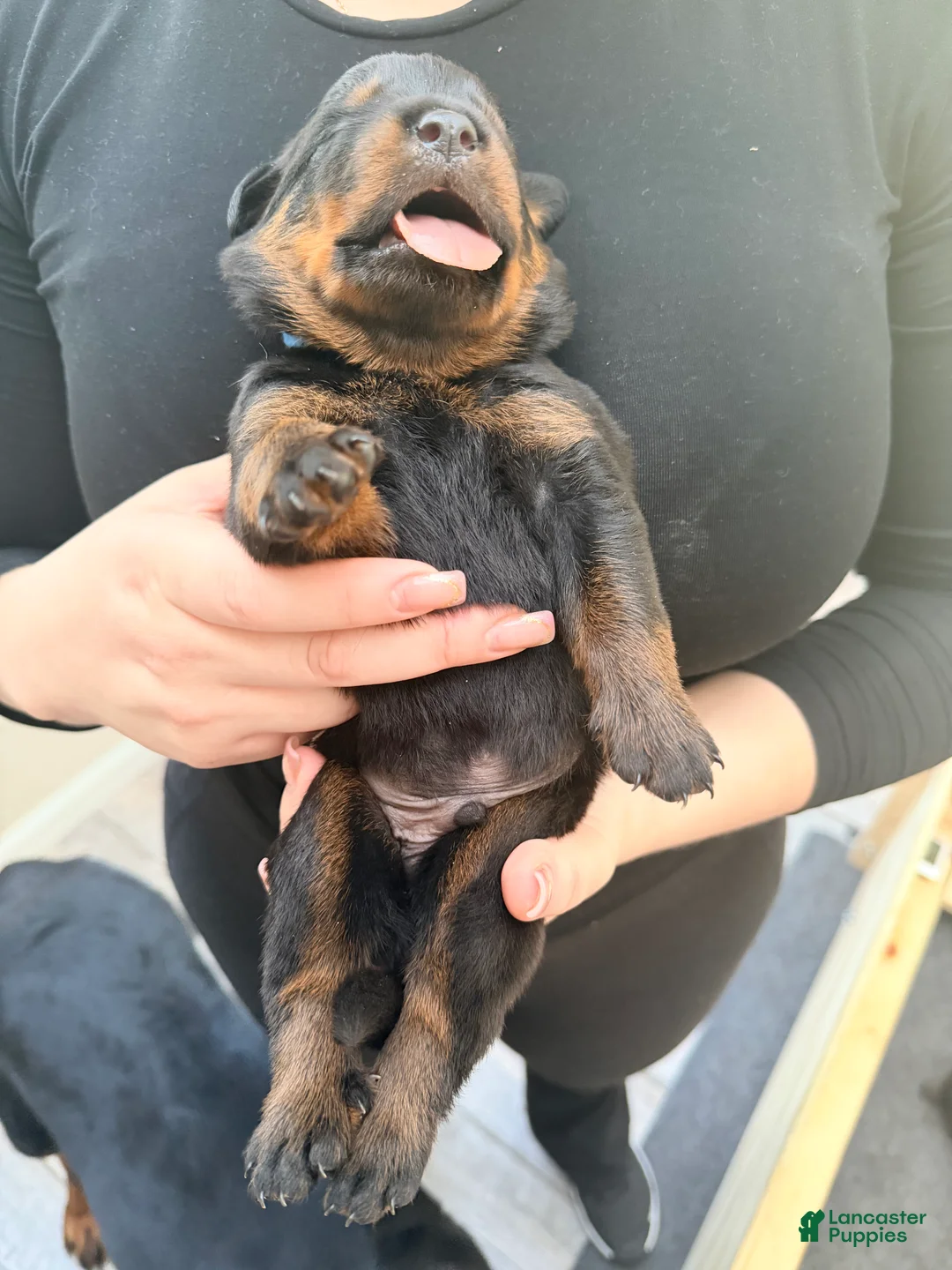 Rottweiler dogs for sale: Rottweiler 6 - Ad 1