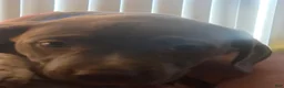 American Pit Bull Terrier dogs for sale: American Pit Bull Terrier Puppy 1 - Ad 3
