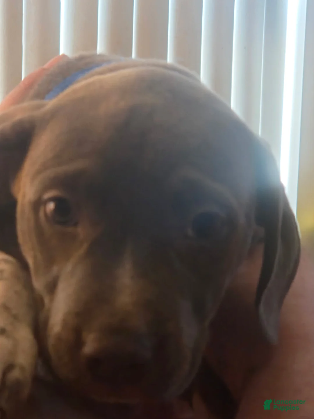 American Pit Bull Terrier dogs for sale: American Pit Bull Terrier Puppy 1 - Ad 3