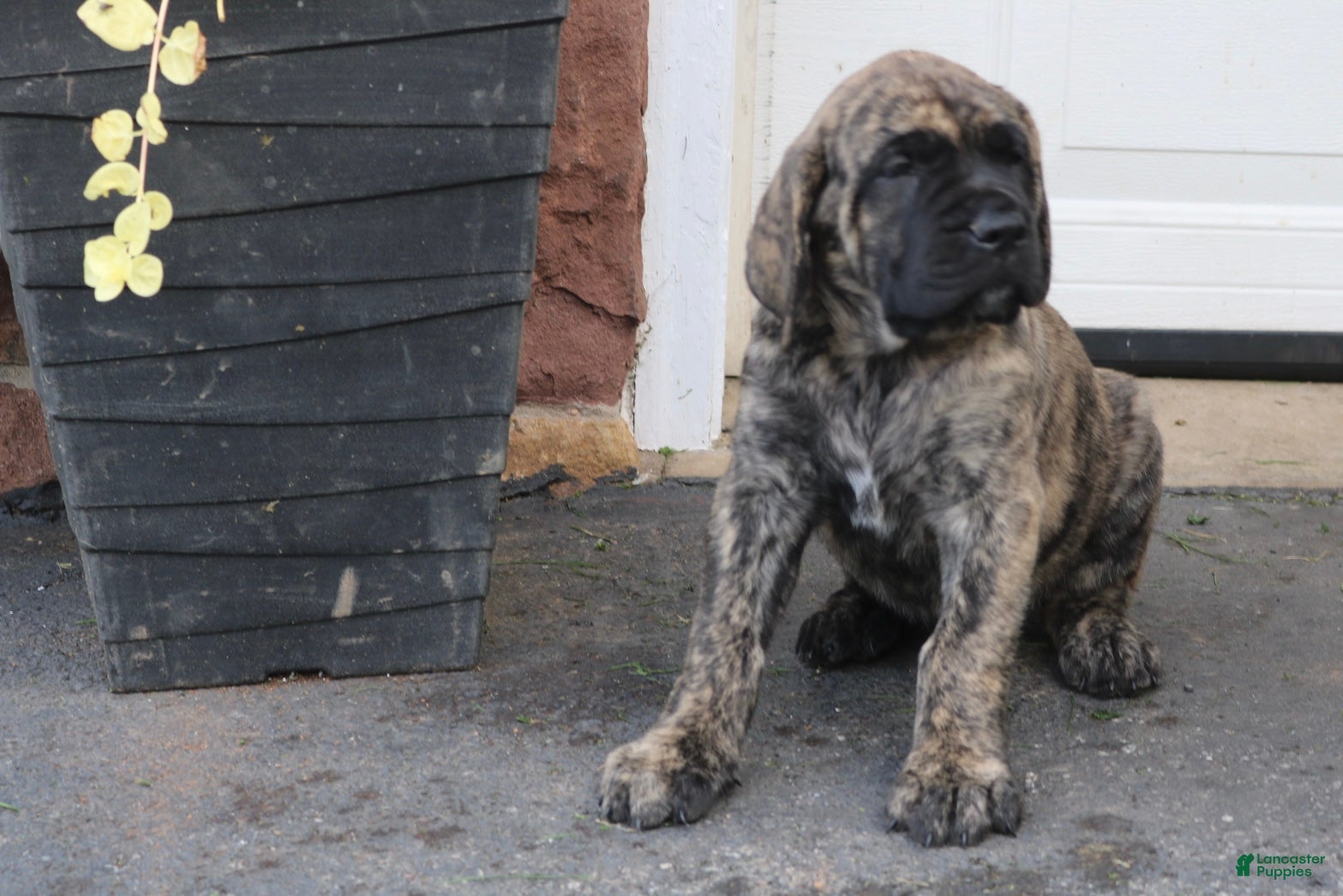 English Mastiff dogs Sarah - Ad 2