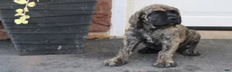 English Mastiff dogs for sale: Sarah - Ad 2