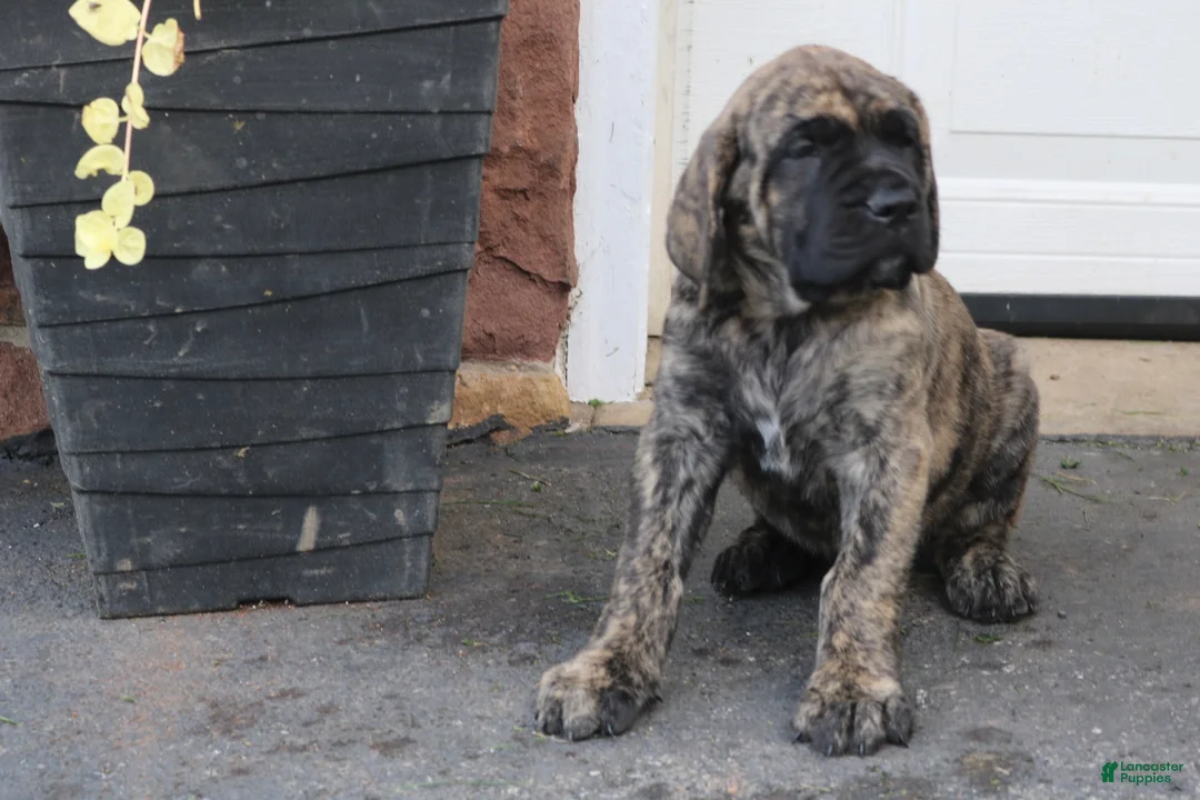 English Mastiff dogs for sale: Sarah - Ad 2