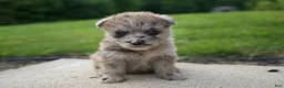 Mixed Breed dogs for sale: Roxxy - Ad 6