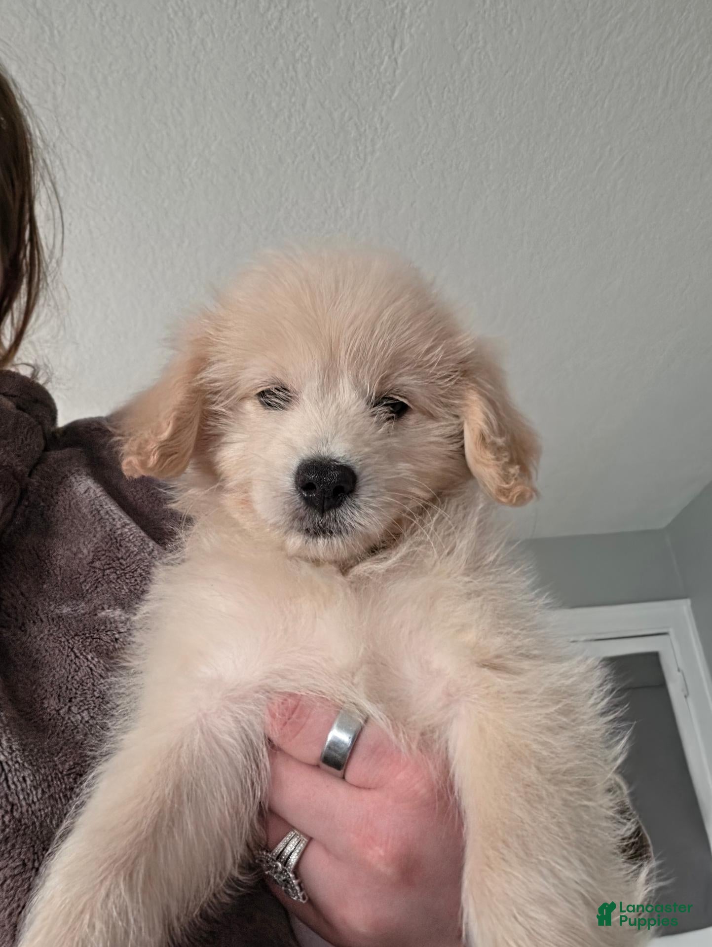 Eskipoo dogs for sale: Lobo - Ad 7