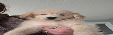 Lobo