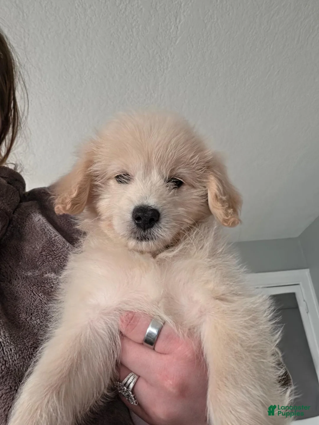 Eskipoo dogs for sale: Lobo - Ad 1