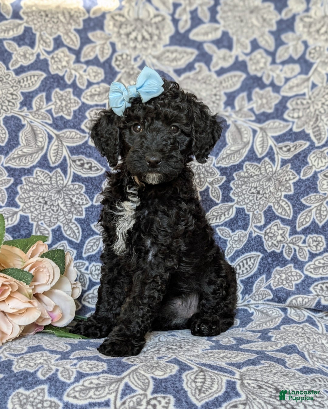 Miniature Poodle dogs for sale: Mable - Ad 16