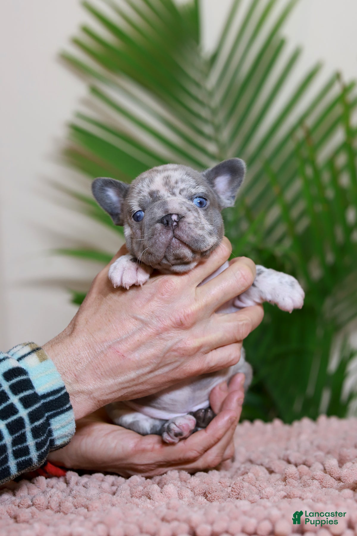 French Bulldog dogs ROSE - Ad 2