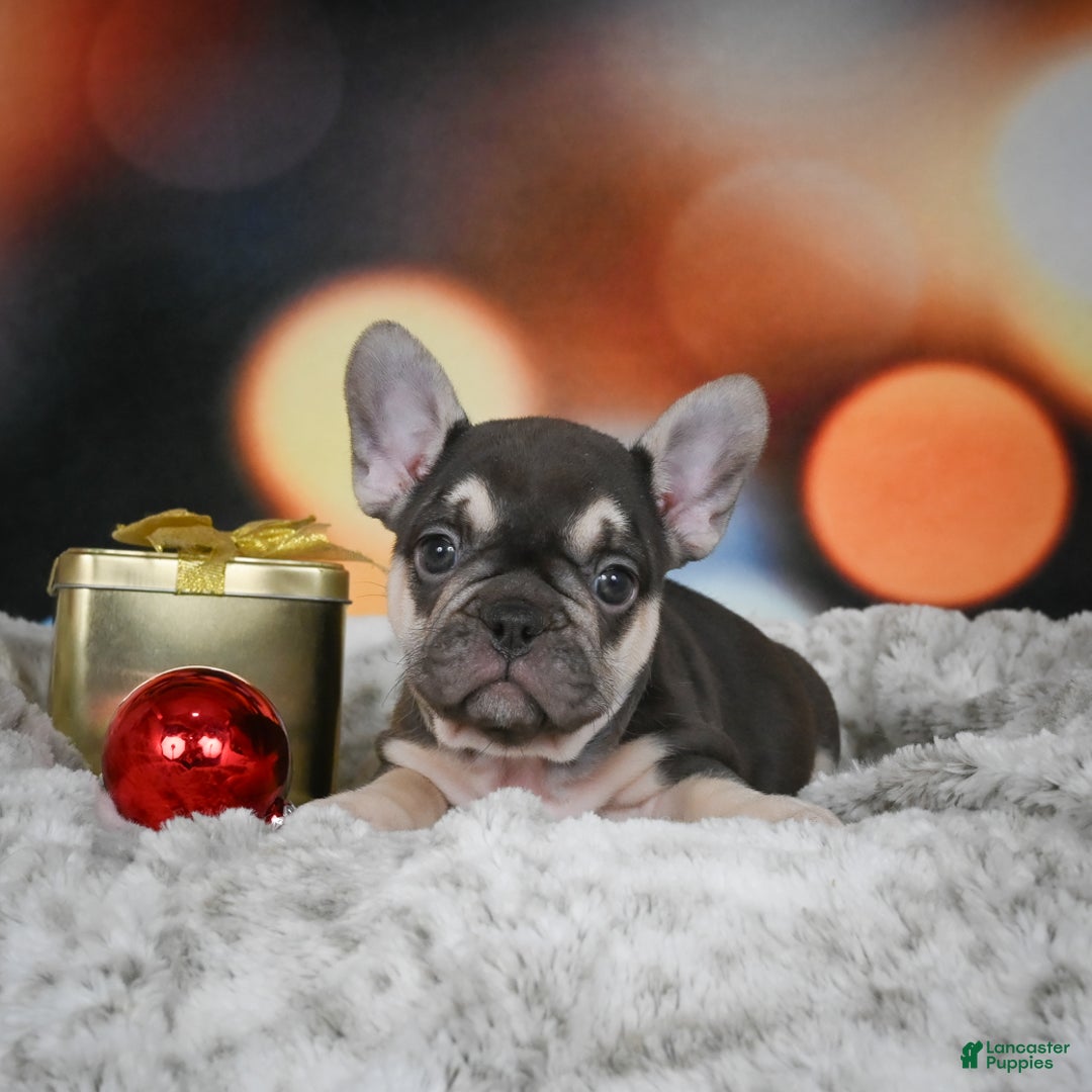 French Bulldog dogs for sale: Courtney - Ad 3