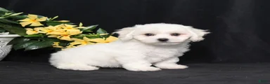 Lassie