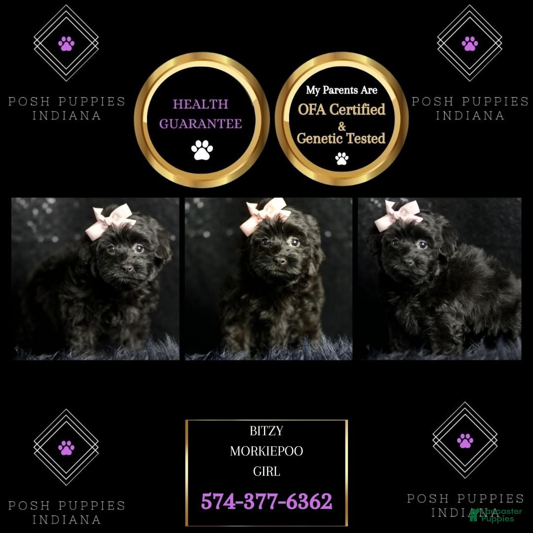 Maltipoo dogs for sale: Bitzy - Ad 7