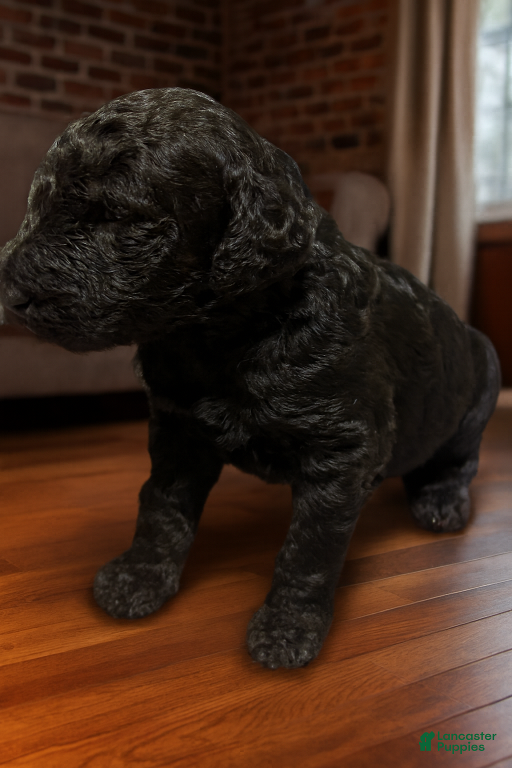 Goldendoodle dogs Goldendoodle Puppy 2 - Ad 2
