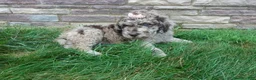 Newfypoo dogs for sale: Lacey - Ad 4