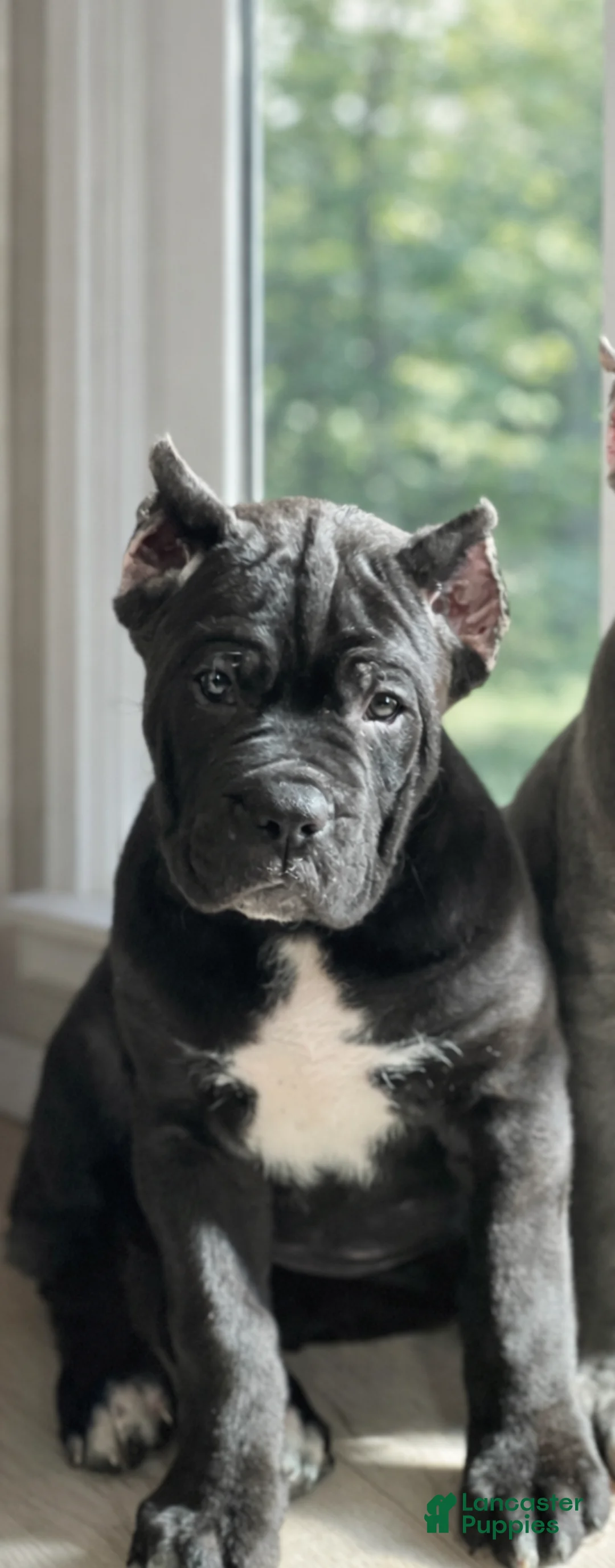 Cane Corso dogs for sale: Cane Corso Puppy 3 Marty - Ad 3