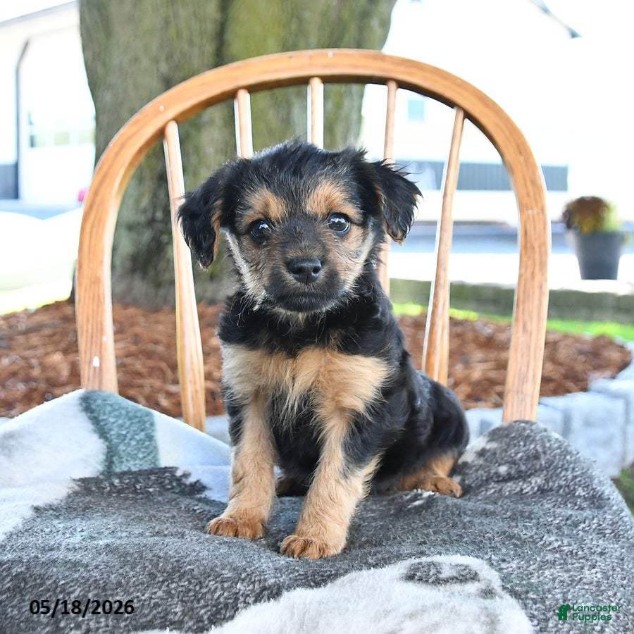 Yorkshire Terrier dogs for sale: Maple   - Ad 2
