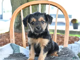 Yorkshire Terrier dogs for sale: Maple - Ad 2
