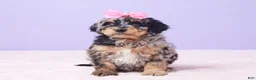Mini Bernedoodle dogs for sale: Mabel - Ad 10