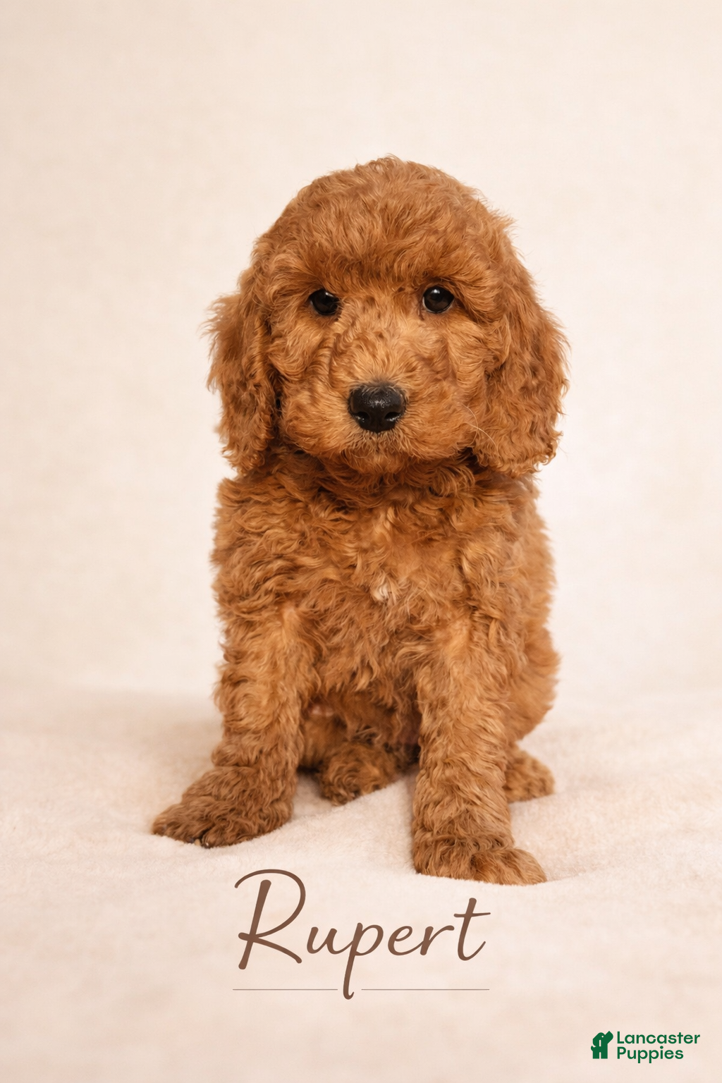 Mini Goldendoodle dogs Rupert - Ad 1