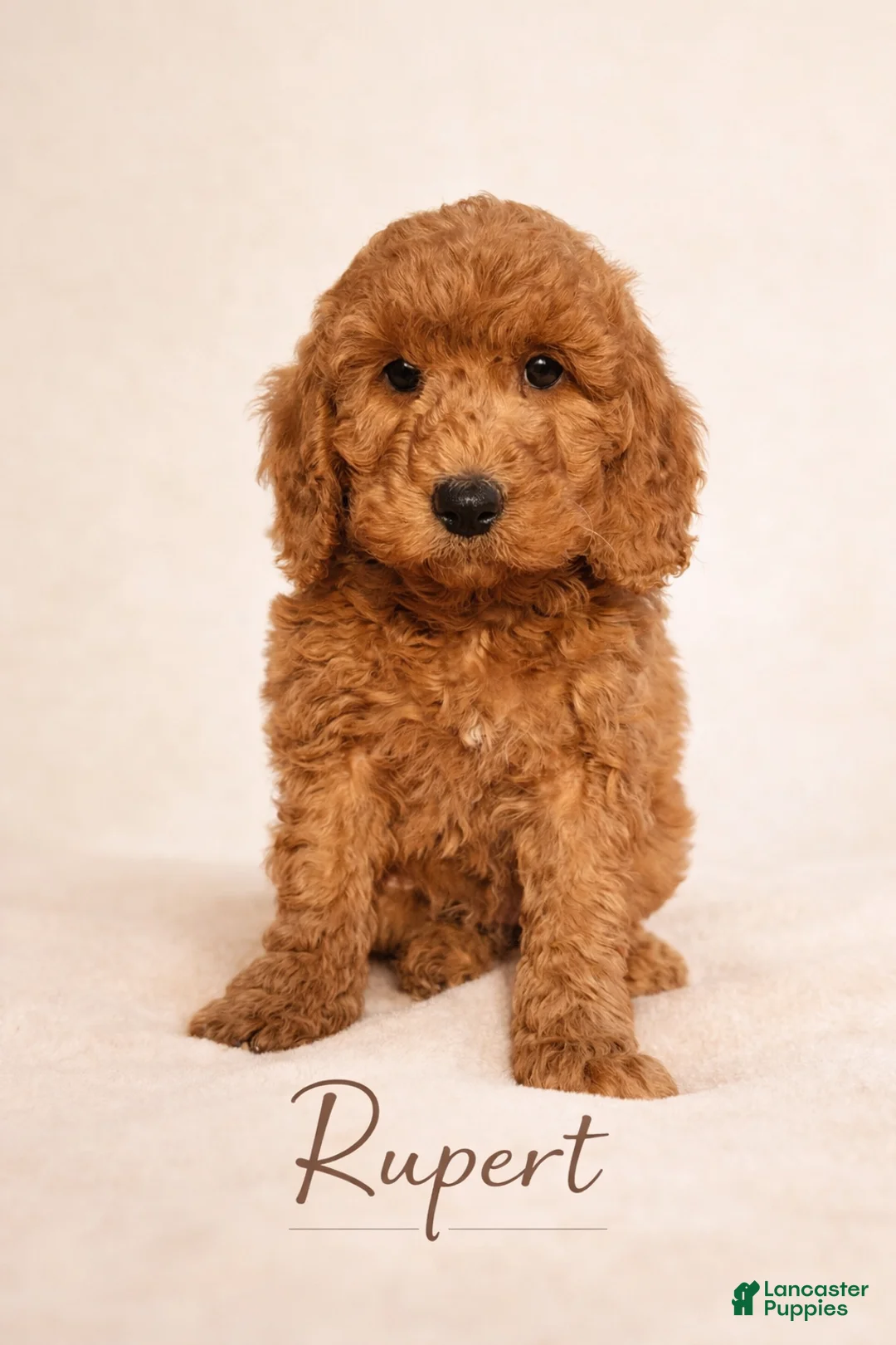 Mini Goldendoodle dogs for sale: Rupert - Ad 1