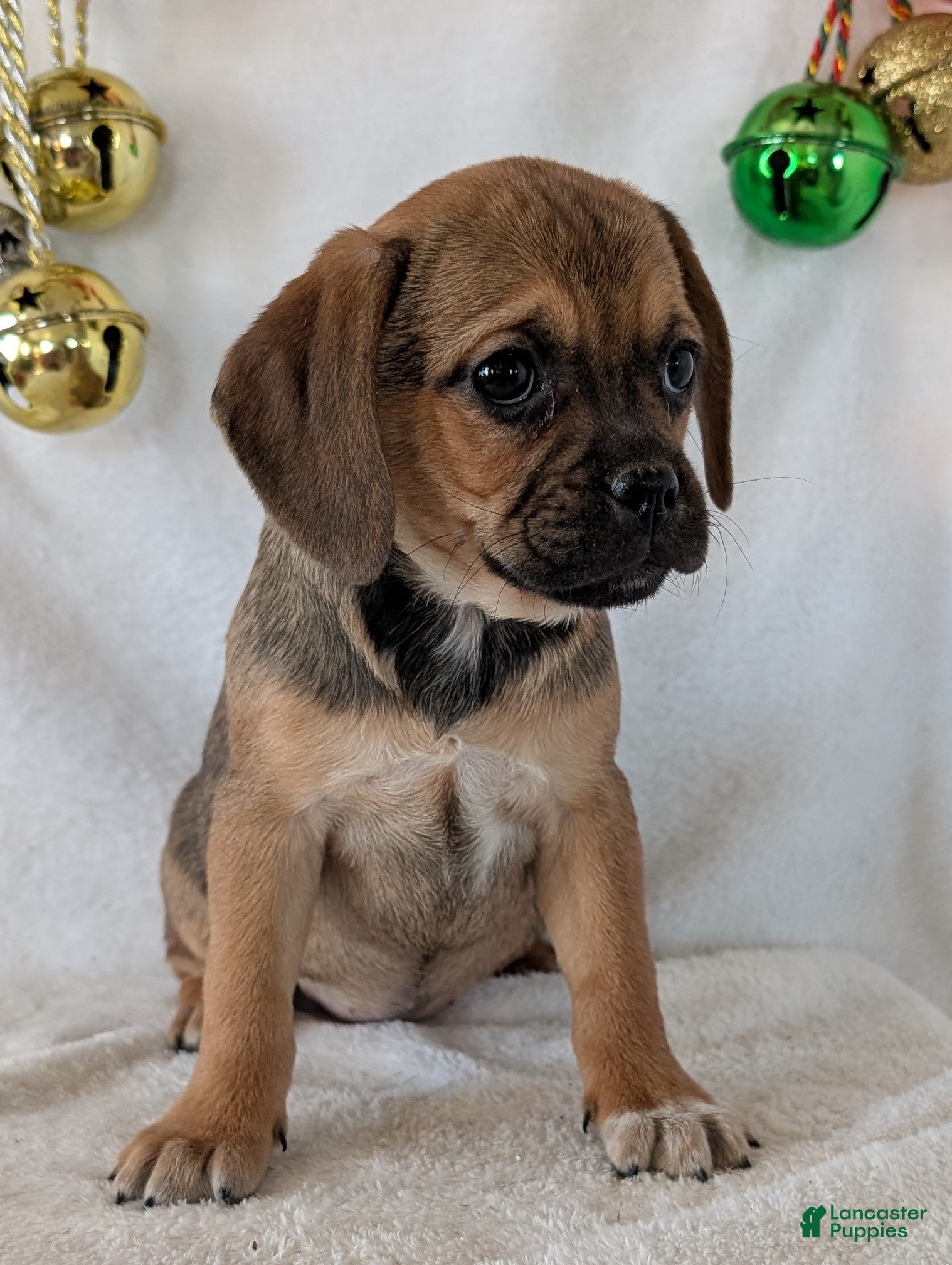 Puggle dogs Joy  - Ad 17