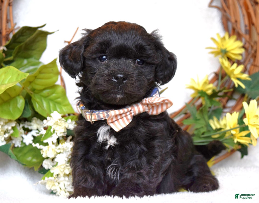 Teddy Bear dogs for sale: Benji - Ad 4