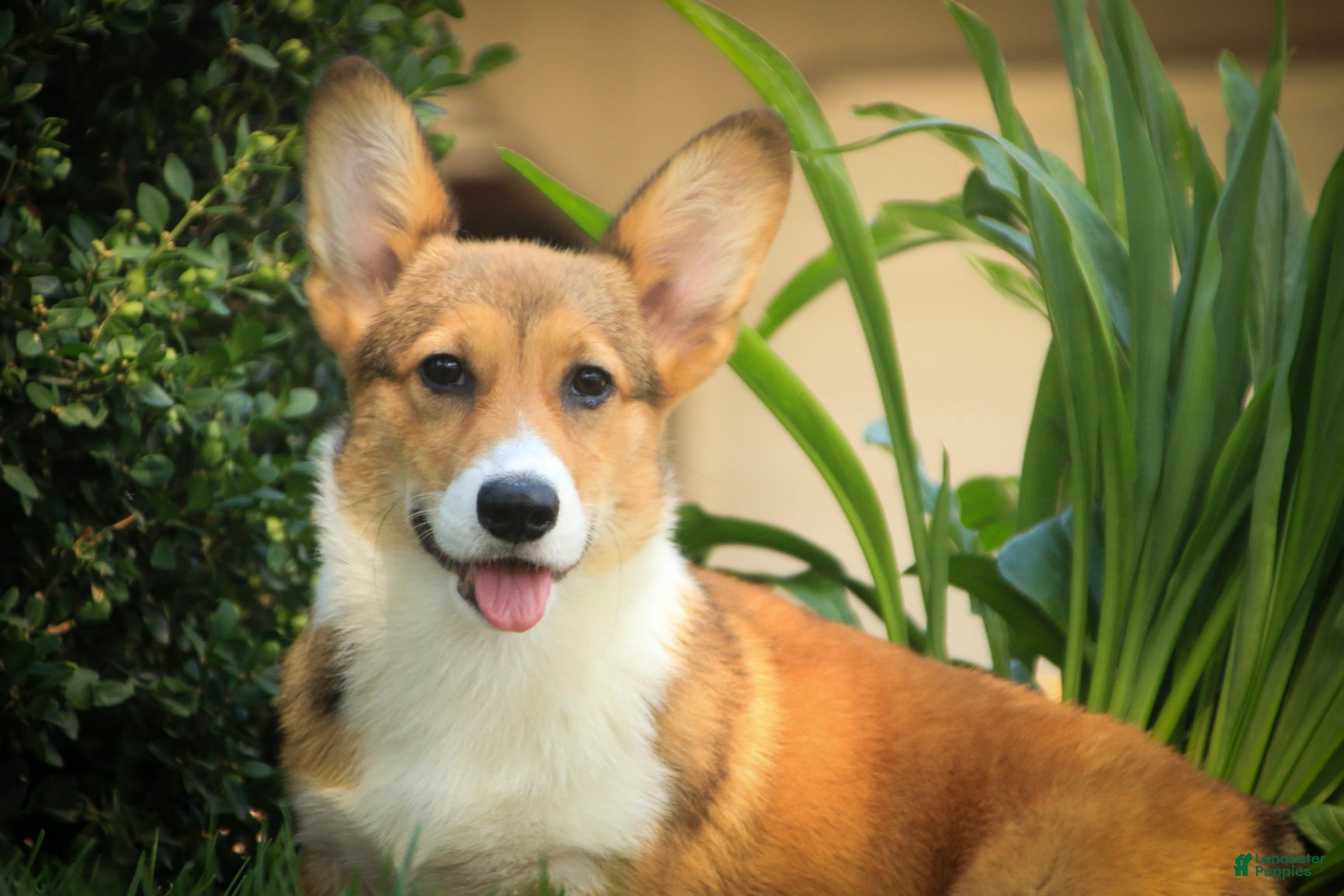 Welsh Corgi Pembroke dogs Trix Welsh Corgi Pembroke  - Ad 2
