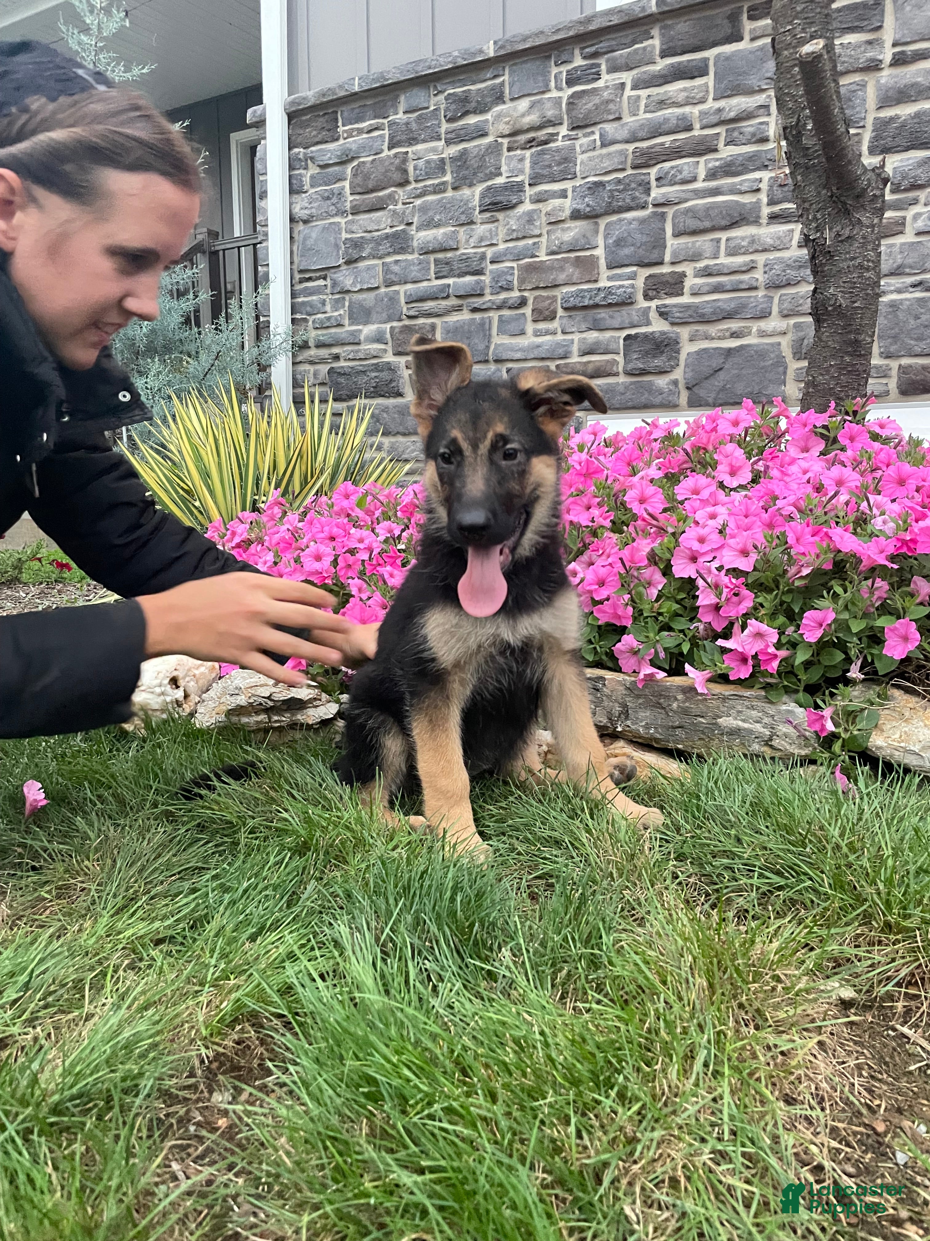 German Shepherd dogs for sale: Katrina - Ad 2