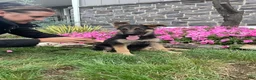 German Shepherd dogs for sale: Katrina - Ad 2