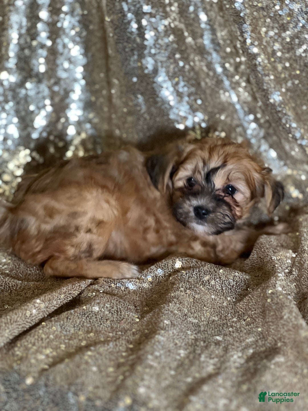 Shihpoo dogs for sale: Trixie - Ad 2