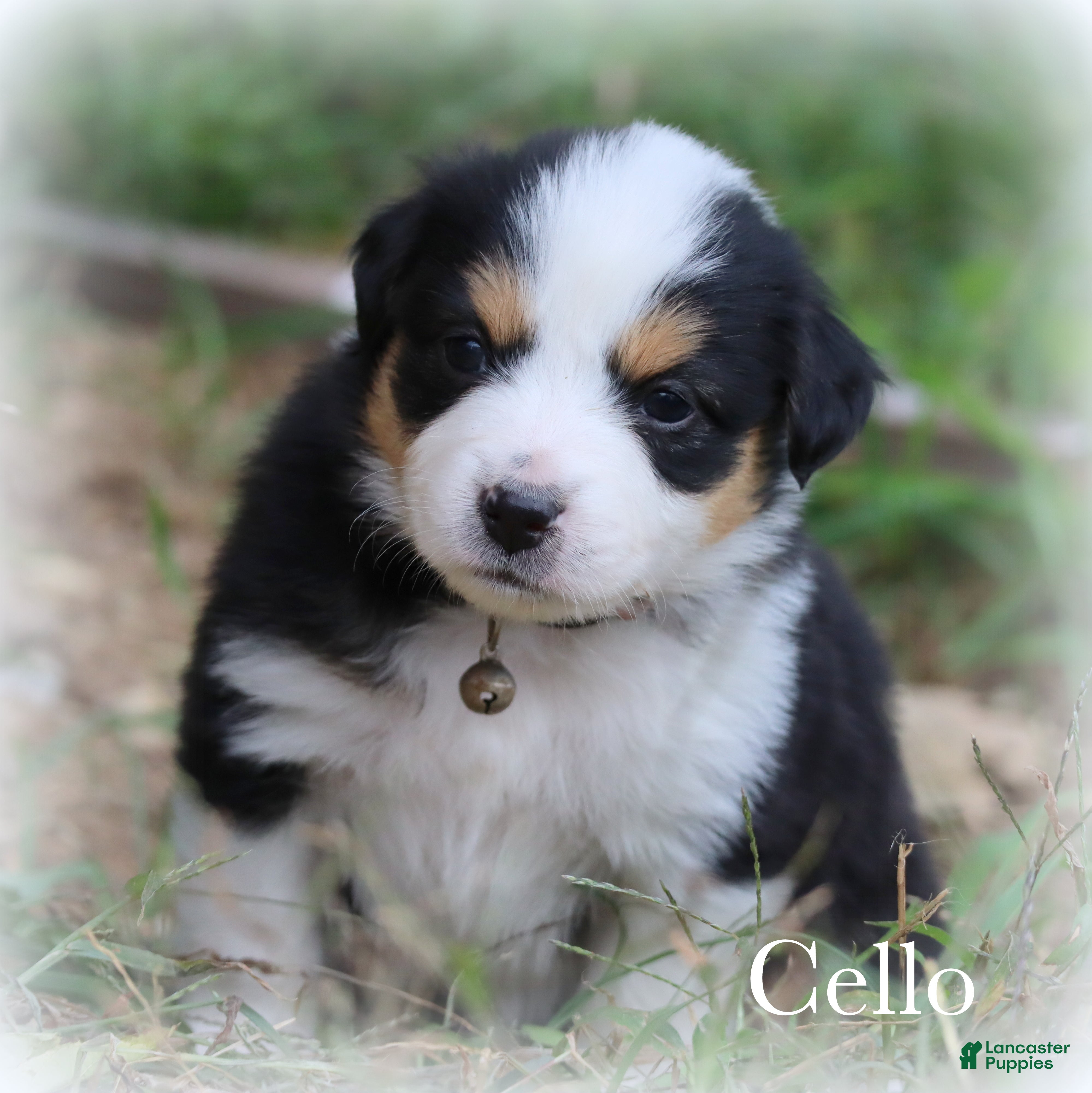 Miniature Australian Shepherd dogs Cello - Ad 2
