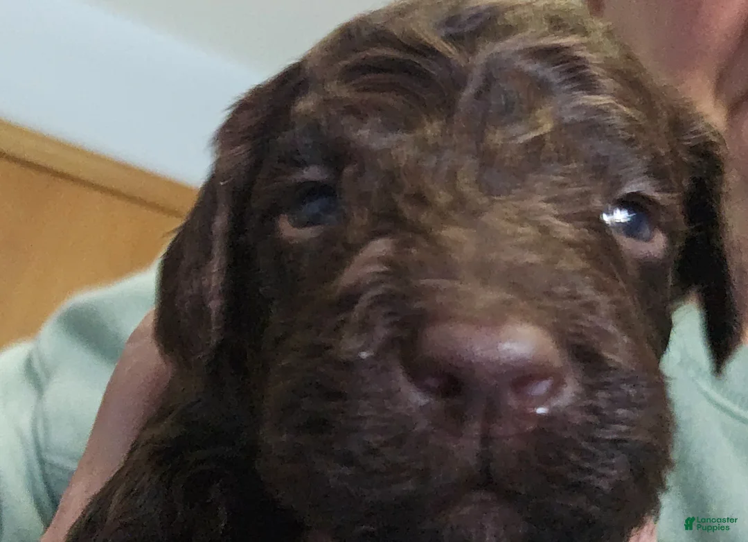 Goldendoodle dogs for sale: Goldendoodle Puppy 8 - Ad 1