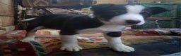 Border Collie dogs for sale: Border Collie Puppy 4 - Ad 5