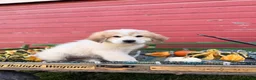 Great Pyrenees dogs for sale: Rhonda - Ad 3