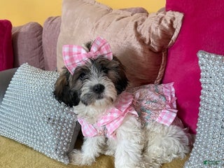 Mixed Breed dogs - Ad 9