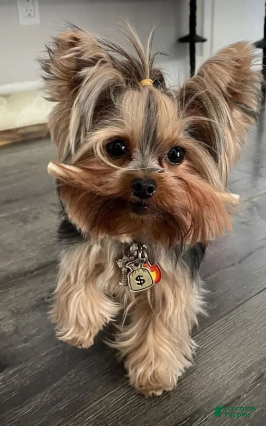 Gallery Image {{count}}