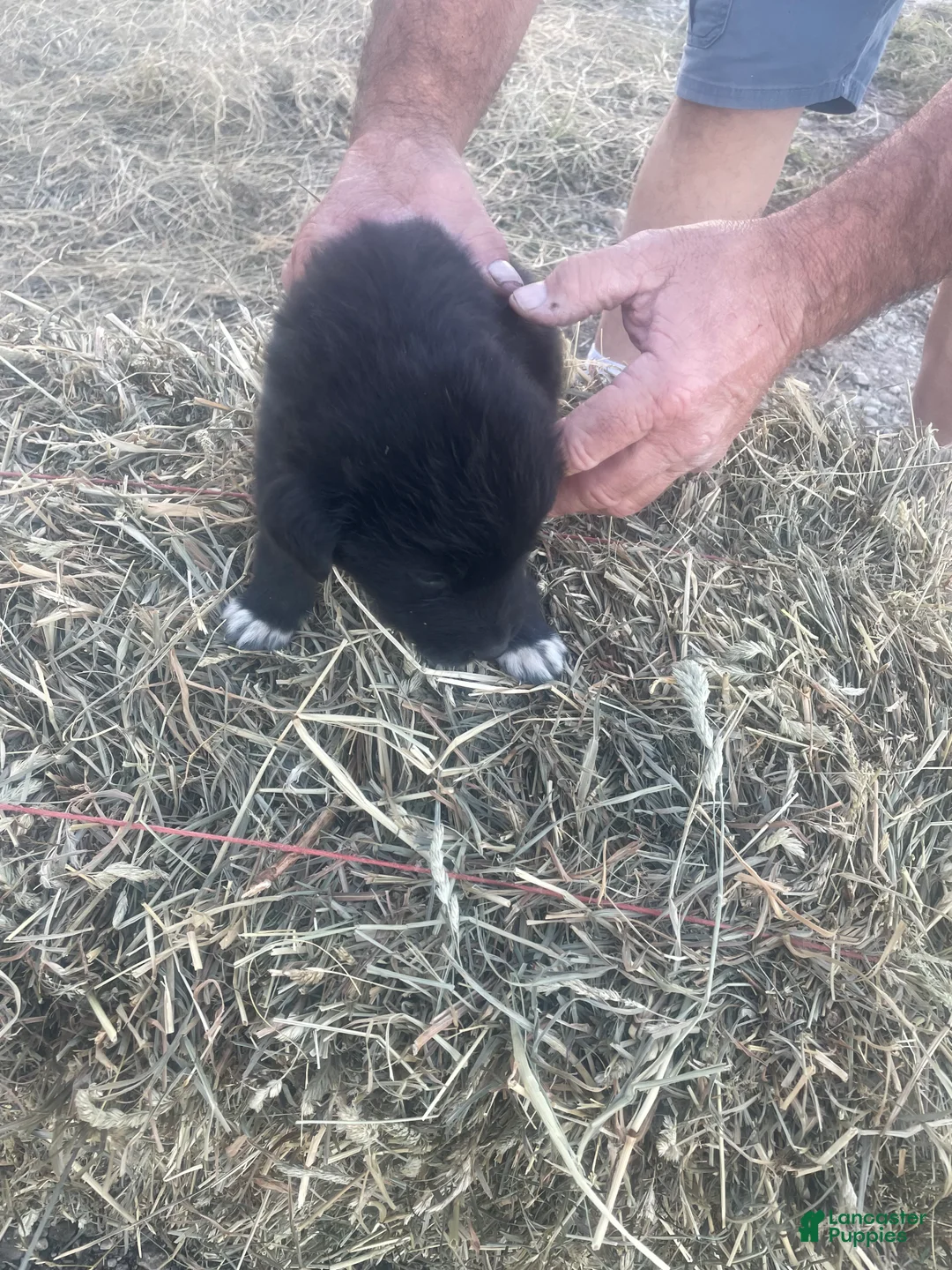 Mixed Breed dogs for sale: Mixed Breed 6 - Ad 1