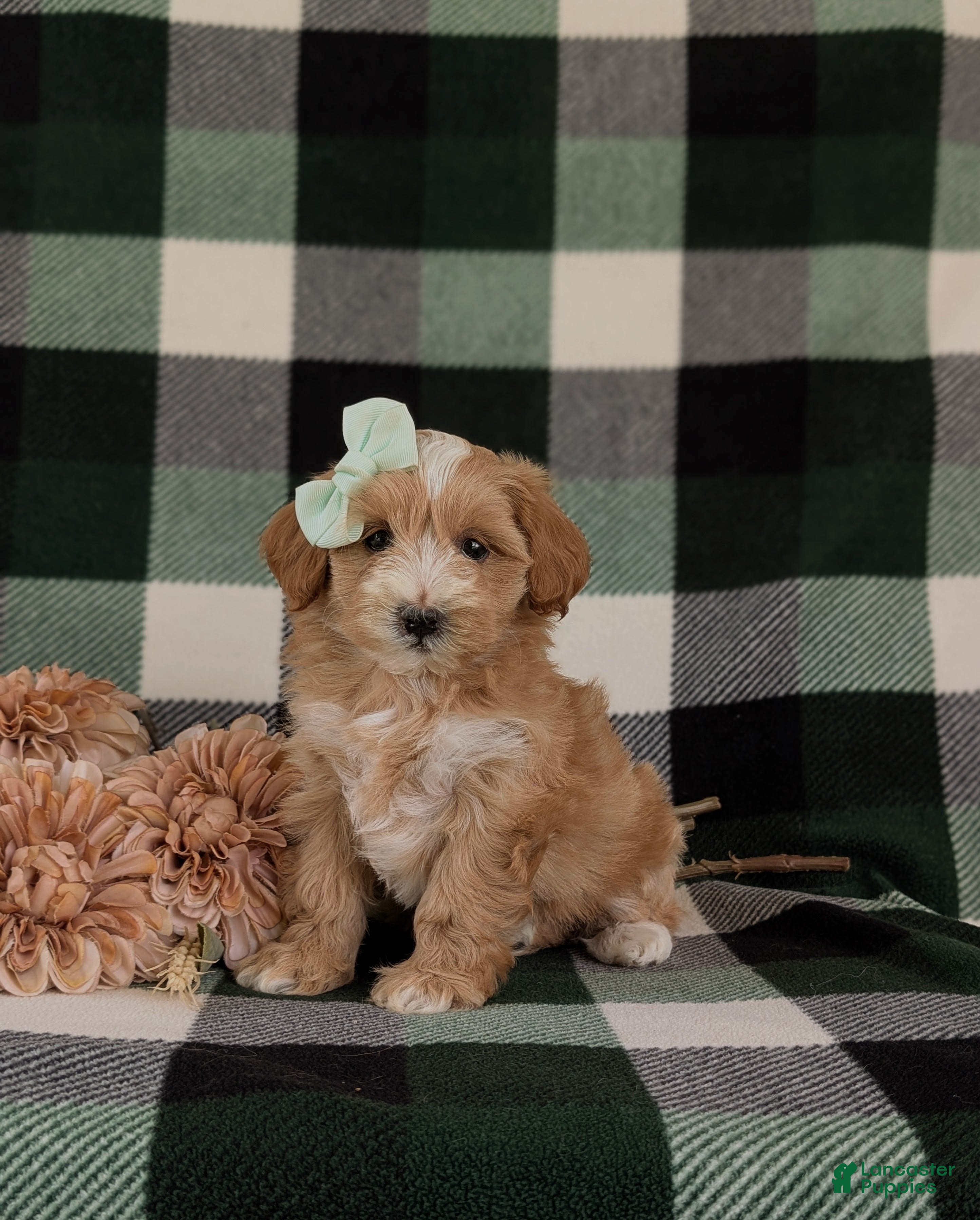 Maltipoo dogs Serefina 7 lbs Full Grown - Ad 1