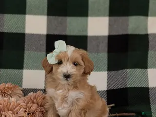 Maltipoo dogs for sale: Serefina 7 lbs Full Grown - Ad 2