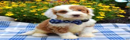 Sheepadoodle dogs for sale: Scout - Ad 6