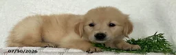 Golden Retriever dogs for sale: Roger - Ad 2