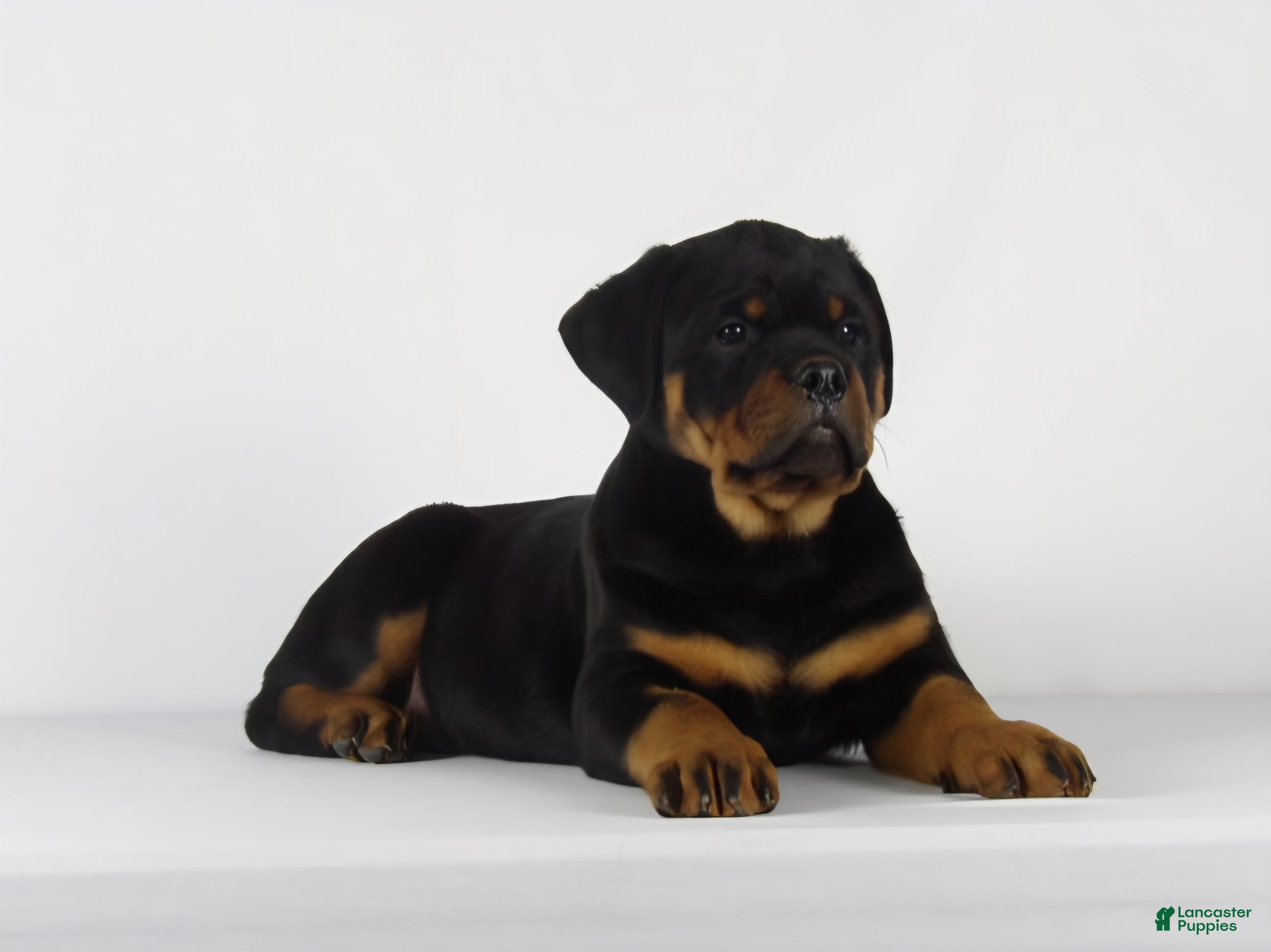 Rottweiler dogs Rottweiler Puppy 1 - Ad 1