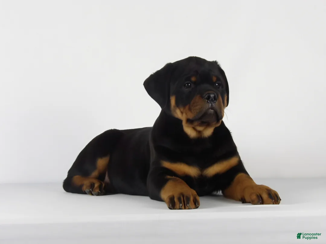 Rottweiler dogs for sale: Rottweiler Puppy 1 - Ad 1